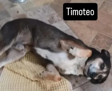 Cachorro raça SRD-ViraLata idade 6 ou mais anos nome Timoteo