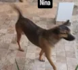 Nina