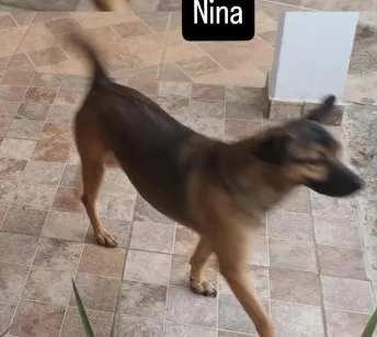 Cachorro raça SRD-ViraLata idade 6 ou mais anos nome Nina