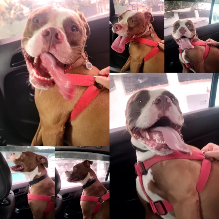 Cachorro raça Pit-Bull idade 4 anos nome Jade