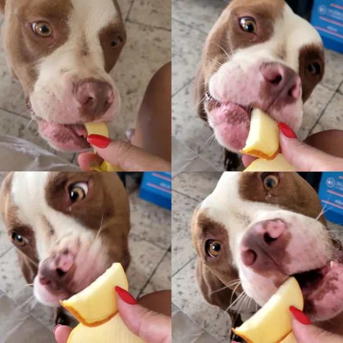 Cachorro raça Pit-Bull idade 4 anos nome Jade