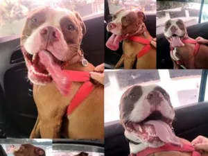 Cachorro raça Pit-Bull idade 4 anos nome Jade