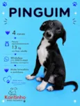 Pinguim 