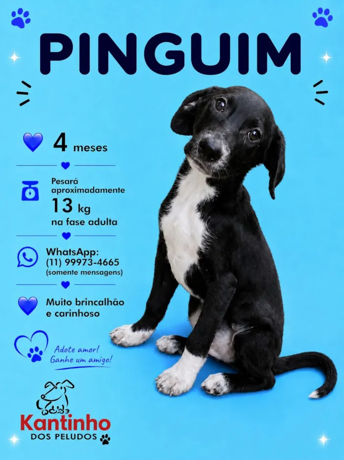 Cachorro raça SRD-ViraLata idade 2 a 6 meses nome Pinguim 