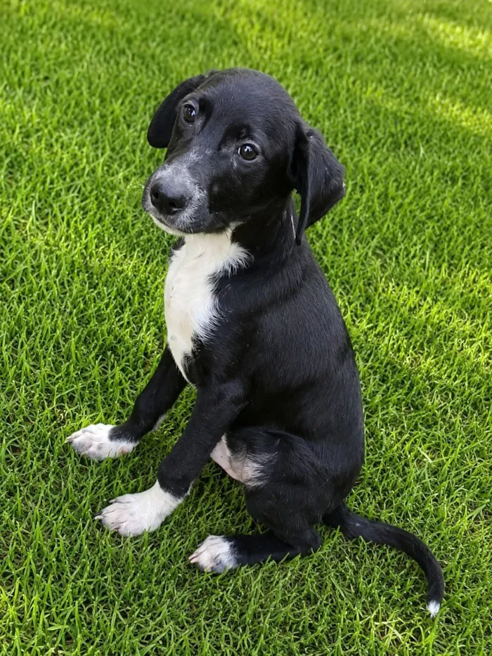 Cachorro raça SRD-ViraLata idade 2 a 6 meses nome Pinguim 
