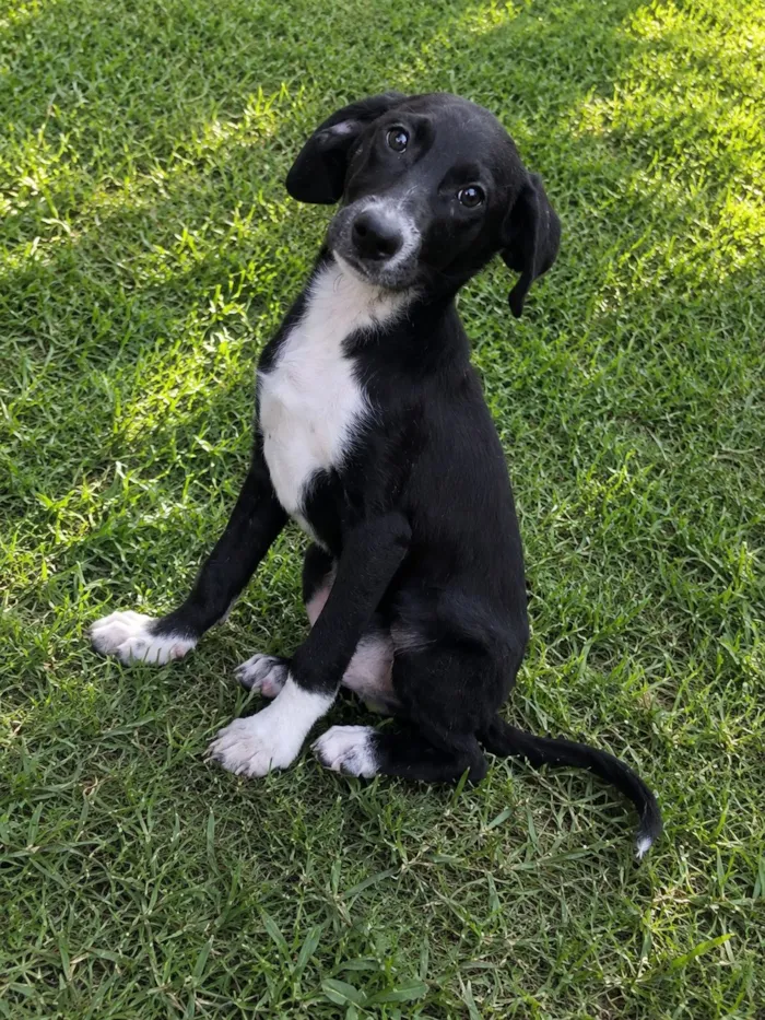 Cachorro raça SRD-ViraLata idade 2 a 6 meses nome Pinguim 