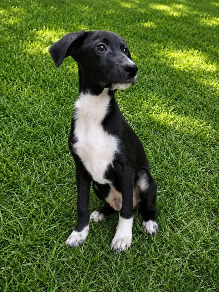 Cachorro raça SRD-ViraLata idade 2 a 6 meses nome Pinguim 