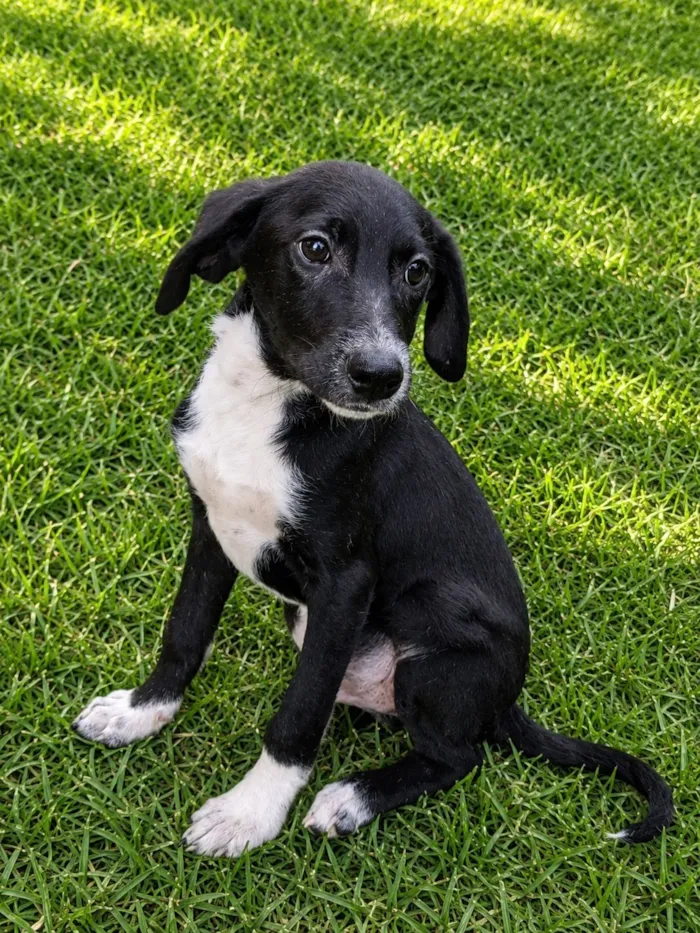 Cachorro raça SRD-ViraLata idade 2 a 6 meses nome Pinguim 