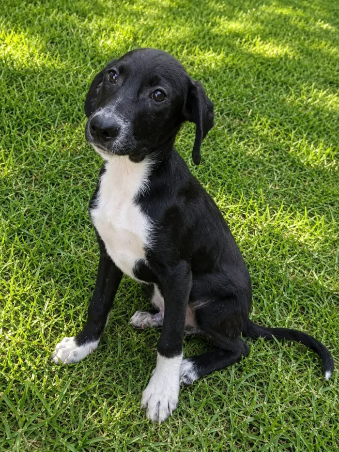 Cachorro raça SRD-ViraLata idade 2 a 6 meses nome Pinguim 