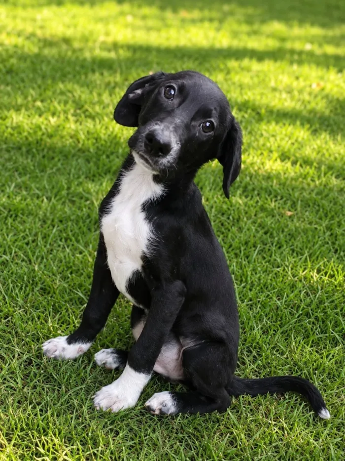 Cachorro raça SRD-ViraLata idade 2 a 6 meses nome Pinguim 