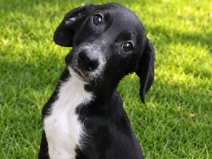 Cachorro raça SRD-ViraLata idade 2 a 6 meses nome Pinguim 