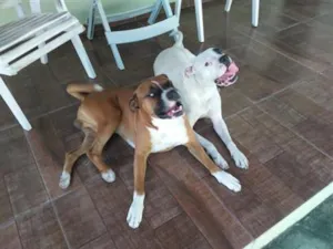 Cachorro raça Boxer idade 5 anos nome Bradok e Kiara