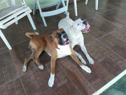Cachorro raça Boxer idade 5 anos nome Bradok e Kiara