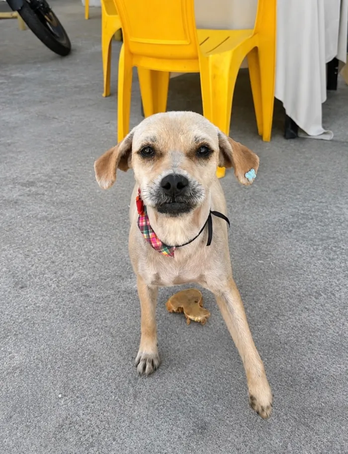 Cachorro raça SRD-ViraLata idade 1 ano nome Mel