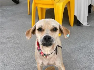 Cachorro raça SRD-ViraLata idade 1 ano nome Mel