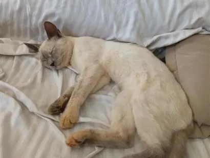 Gato raça SRD-ViraLata idade 2 a 6 meses nome Giselle