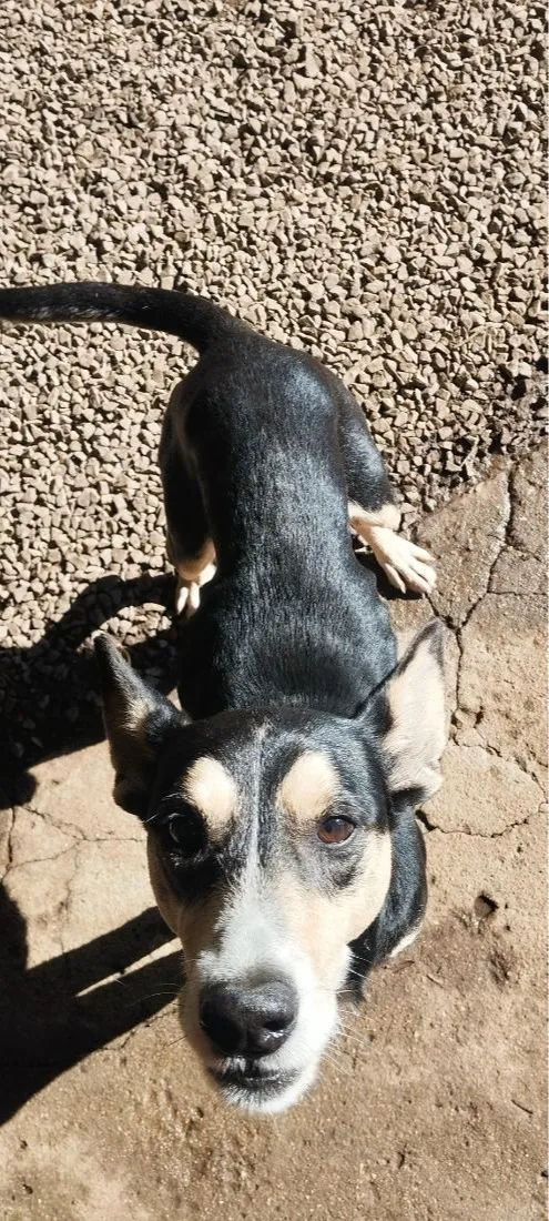 Cachorro raça SRD-ViraLata idade 6 ou mais anos nome betouve 
