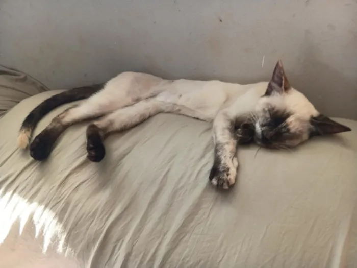 Gato raça SRD-ViraLata idade 2 a 6 meses nome Bia