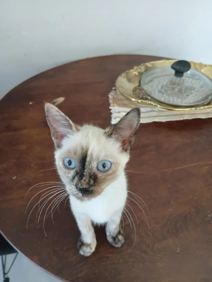 Gato raça SRD-ViraLata idade 2 a 6 meses nome Bia