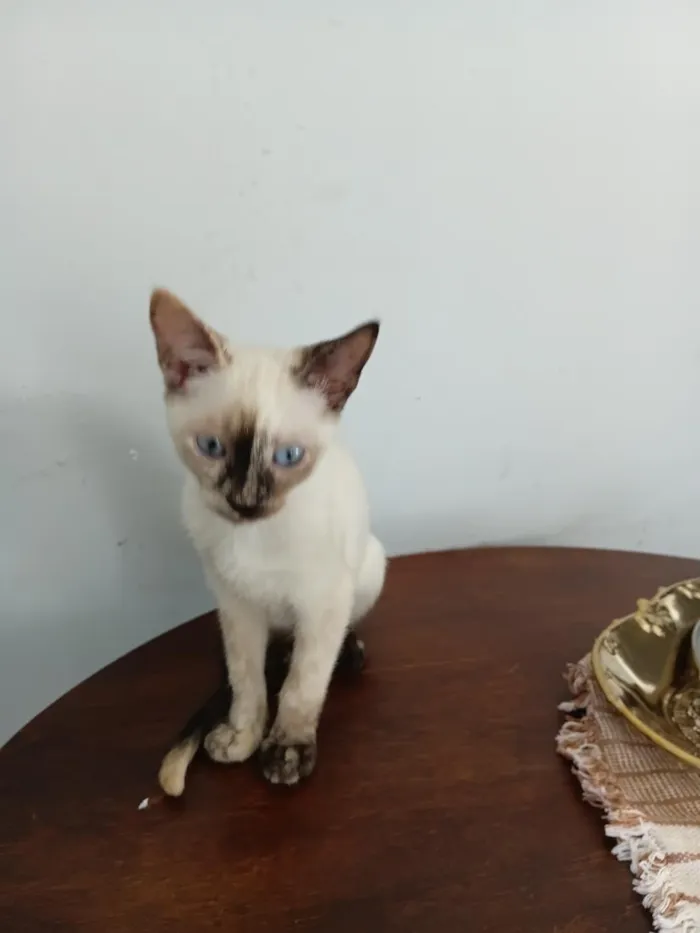 Gato raça SRD-ViraLata idade 2 a 6 meses nome Bia