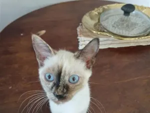Gato raça SRD-ViraLata idade 2 a 6 meses nome Bia