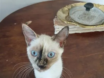 Gato raça SRD-ViraLata idade 2 a 6 meses nome Bia