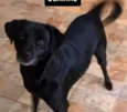 Juninho