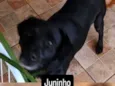 Juninho