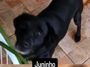 Cachorro raça SRD-ViraLata idade 3 anos nome Juninho