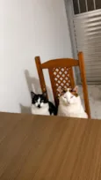 Junior e tom