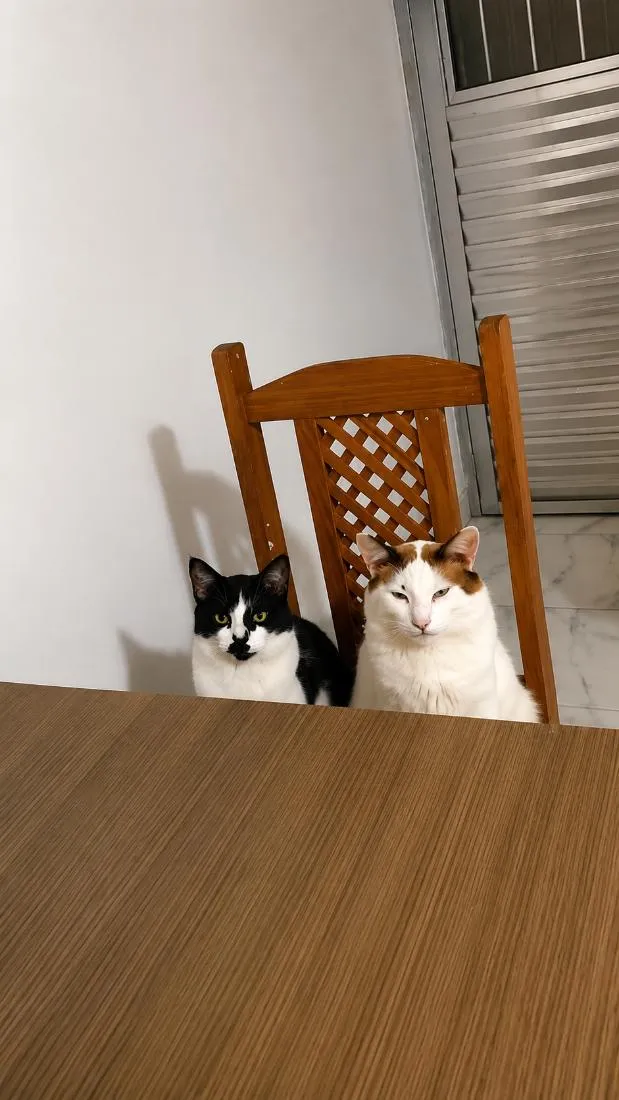 Gato raça SRD-ViraLata idade 2 a 6 meses nome Junior e tom
