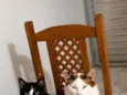 Junior e tom