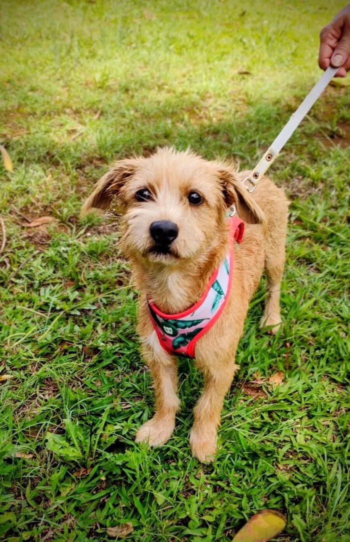 Cachorro raça SRD-ViraLata idade 1 ano nome Pitiko