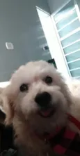 xicó cocó