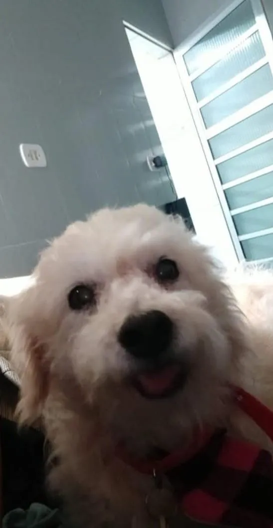 Cachorro raça SRD-ViraLata idade 6 ou mais anos nome xicó cocó