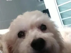 Cachorro raça SRD-ViraLata idade 6 ou mais anos nome xicó cocó