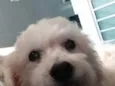 xicó cocó