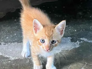 Gato raça SRD-ViraLata idade Abaixo de 2 meses nome Gato 3 4 e 5