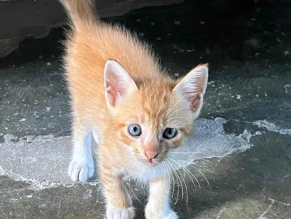 Gato raça SRD-ViraLata idade Abaixo de 2 meses nome Gato 3 4 e 5