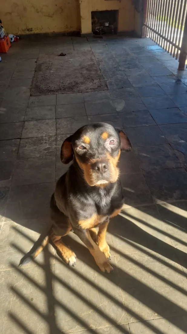 Cachorro raça Rottweiler idade 4 anos nome Zeus