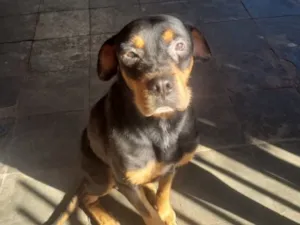 Cachorro raça Rottweiler idade 4 anos nome Zeus