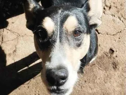 Cachorro raça SRD-ViraLata idade 6 ou mais anos nome betouve 