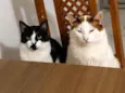 Junior e tom
