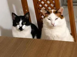 Gato raça SRD-ViraLata idade 2 a 6 meses nome Junior e tom