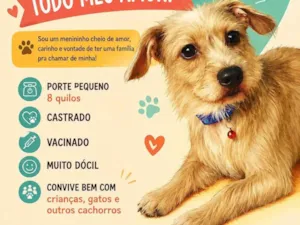 Cachorro raça SRD-ViraLata idade 1 ano nome Pitiko