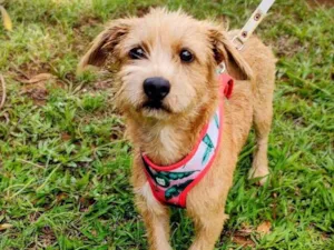 Cachorro raça SRD-ViraLata idade 1 ano nome Pitiko