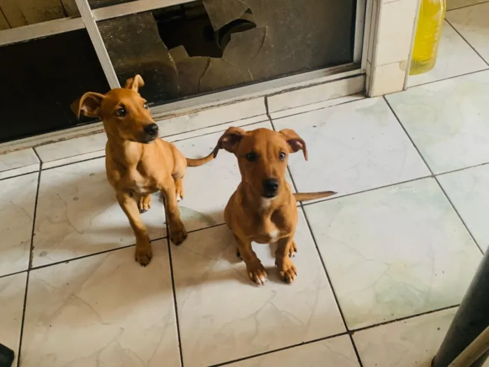Cachorro raça SRD-ViraLata idade 2 a 6 meses nome Não definido 
