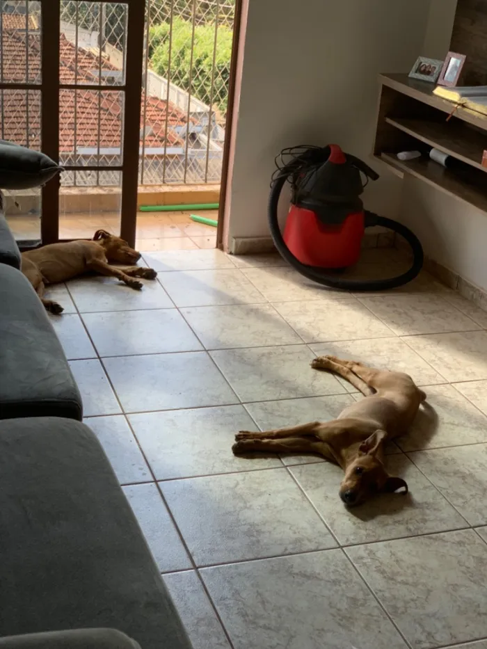 Cachorro raça SRD-ViraLata idade 2 a 6 meses nome Não definido 