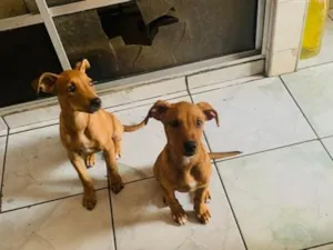 Cachorro raça SRD-ViraLata idade 2 a 6 meses nome Não definido 