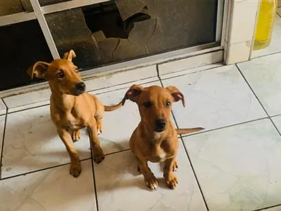 Cachorro raça SRD-ViraLata idade 2 a 6 meses nome Não definido 